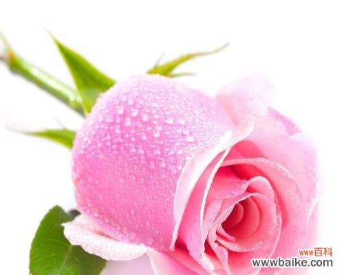 深入了解玫瑰花代表的含义 玫瑰花的寓意