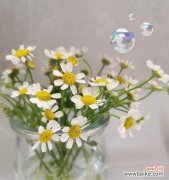 探秘洋甘菊的象征意义与用途 洋甘菊的花语和寓意