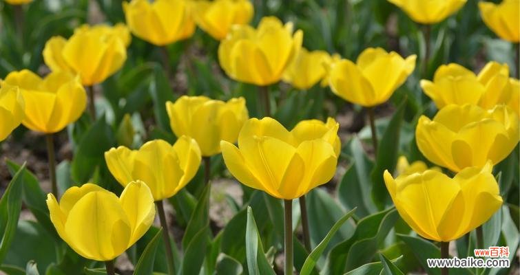 一朵紫色郁金香背后的深意 探秘紫色郁金香的花语与寓意
