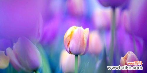 一朵紫色郁金香背后的深意 探秘紫色郁金香的花语与寓意