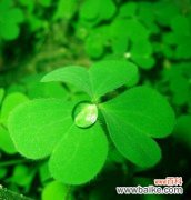 探寻四叶草所蕴含的心灵寓意 四叶草花语的深刻含义