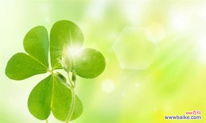 探寻四叶草所蕴含的心灵寓意 四叶草花语的深刻含义