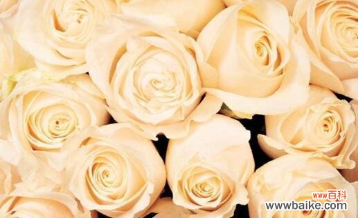 探索代表高贵品位和高尚情操的香槟玫瑰 香槟玫瑰花语和寓意