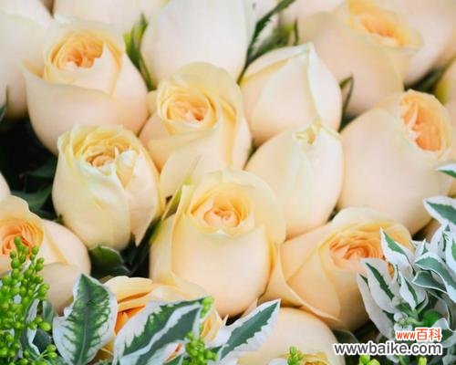 探索代表高贵品位和高尚情操的香槟玫瑰 香槟玫瑰花语和寓意