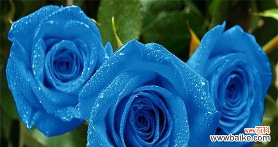 寓意深刻的蓝色花卉代表什么? 解密11朵蓝色妖姬的神秘符号