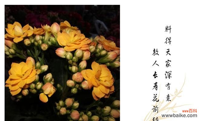 揭示长寿花所蕴含的丰富寓意 长寿花的花语