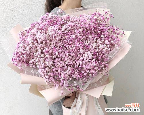 送给谁最合适？花语解读告诉你 浪漫花语，粉色满天星