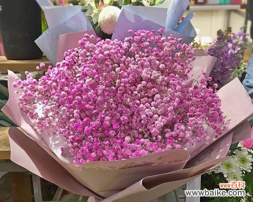 送给谁最合适？花语解读告诉你 浪漫花语，粉色满天星