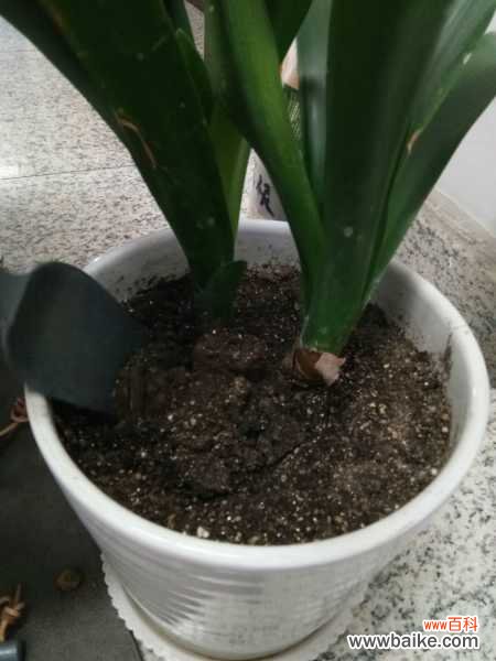 多肉君子兰...烂根必死!再不救,活不过夏天!