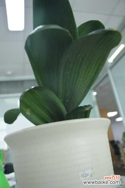 多肉君子兰...烂根必死!再不救,活不过夏天!