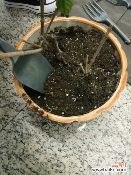 多肉君子兰...烂根必死!再不救,活不过夏天!