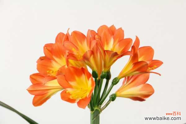 多肉君子兰...烂根必死!再不救,活不过夏天!