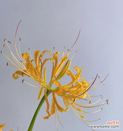 分享快乐,传递温暖——探寻忽地笑花语的深层含义 忽地笑花语,让微笑传递正能量