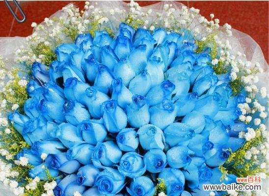 探寻蓝玫瑰的神秘语言 蓝玫瑰的象征意义
