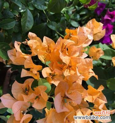 追寻花的记忆 三角梅花语