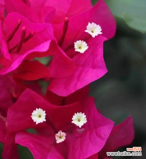 追寻花的记忆 三角梅花语