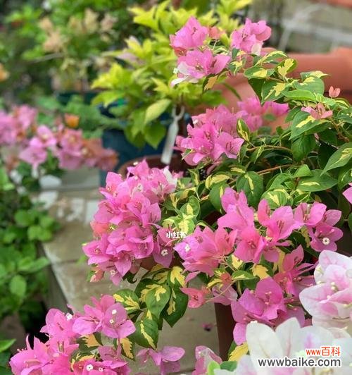 探寻三角梅盛放的芬芳之谜 三角梅开花的美丽寓意