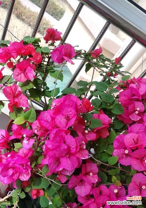 探寻三角梅盛放的芬芳之谜 三角梅开花的美丽寓意