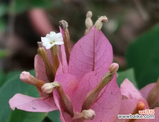 揭秘三角梅花语中缺失真爱的含义 三角梅花语与真爱的关联