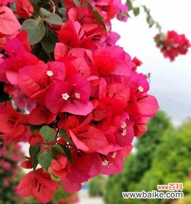 揭秘三角梅花语中缺失真爱的含义 三角梅花语与真爱的关联