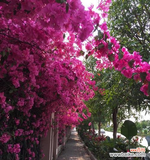 探索三角梅花语的魅力与作用 三角梅花语的神奇力量