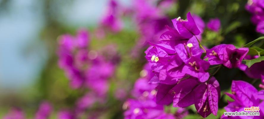 探寻三角梅花的美与内涵 三角梅花的寓意与象征意义