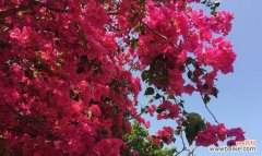 探寻三角梅花的美与内涵 三角梅花的寓意与象征意义