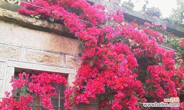 以三角梅寓意的美好寓意 三角梅的花语与象征