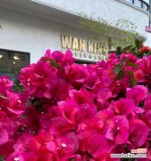 揭秘三角梅的象征意义与生命力 三角梅