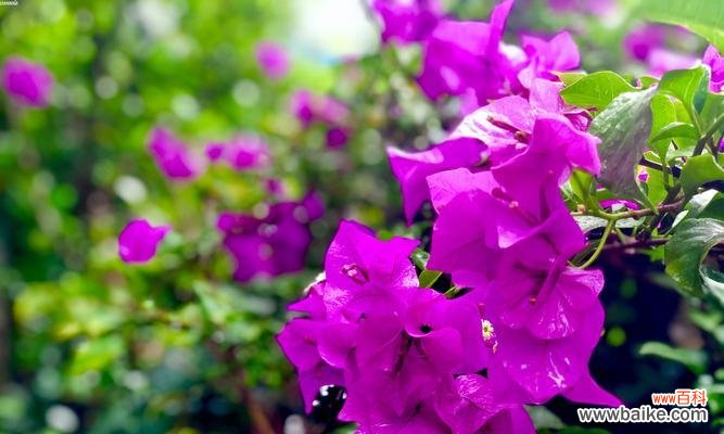 揭秘三角梅的象征意义与生命力 三角梅