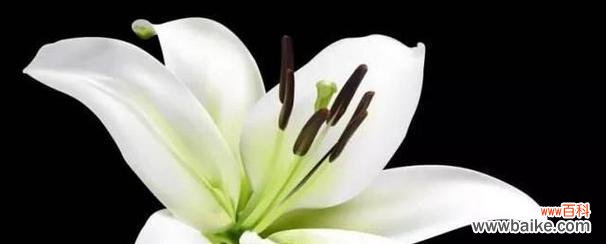 三头百合花语与人生的启示 三头百合