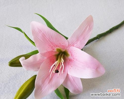 探究三头百合的寓意及文化内涵 解读三头百合的意义与象征