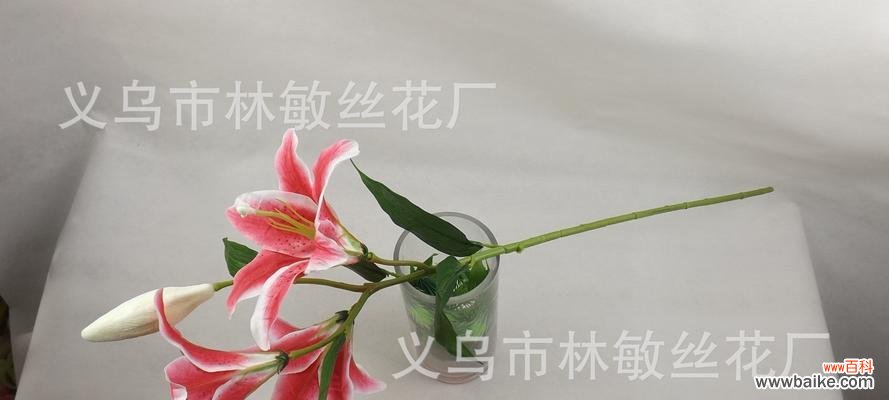 探究三头百合的寓意及文化内涵 解读三头百合的意义与象征