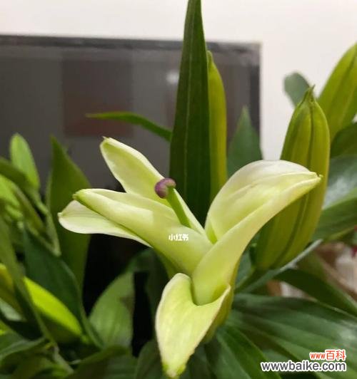 探究三头百合的寓意及文化内涵 解读三头百合的意义与象征