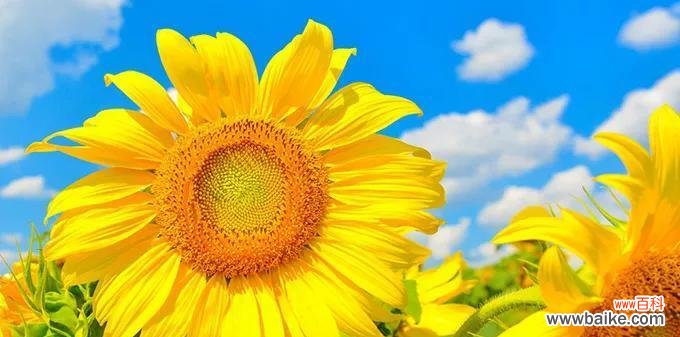 探寻向日葵所代表的意义 向日葵——阳光的代言
