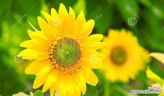 探寻向日葵所代表的意义 向日葵——阳光的代言