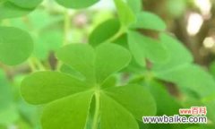 探寻幸运的秘密和神话的传说 四叶草的花语与传说