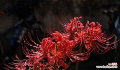 揭开白色彼岸花的神秘面纱 白色彼岸花的花语