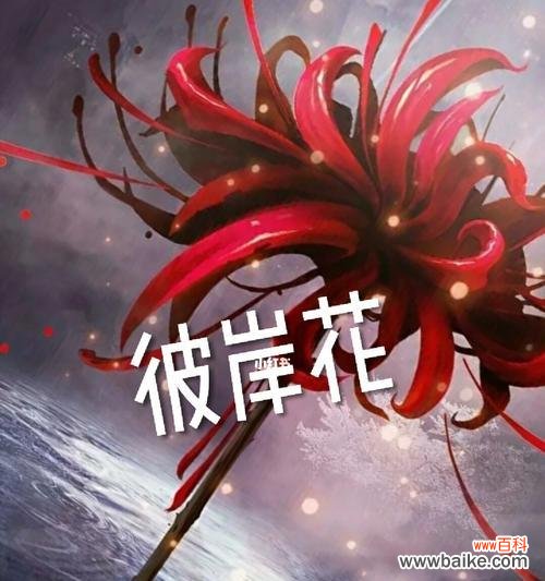 揭开白色彼岸花的神秘面纱 白色彼岸花的花语