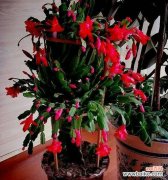 探寻蟹爪兰传递的美好祝福 蟹爪兰花语解析