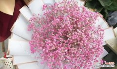 探寻不同颜色的含义 满天星的花语