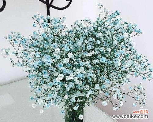 探寻不同颜色的含义 满天星的花语