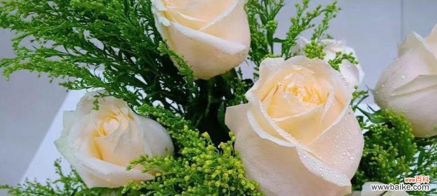 传递浪漫和感激,香槟玫瑰的意义 解读香槟玫瑰的花语