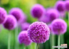 走过花的季节，拥抱明天的希望 蒲公英花语与寓意