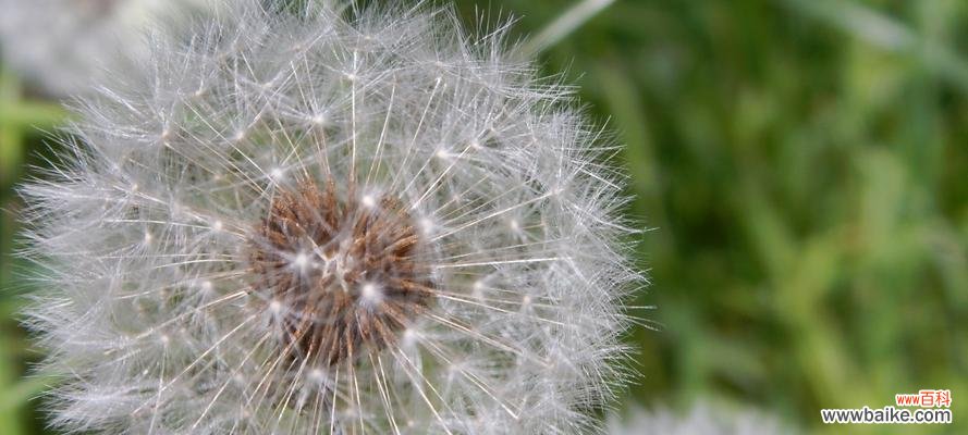 走过花的季节,拥抱明天的希望 蒲公英花语与寓意