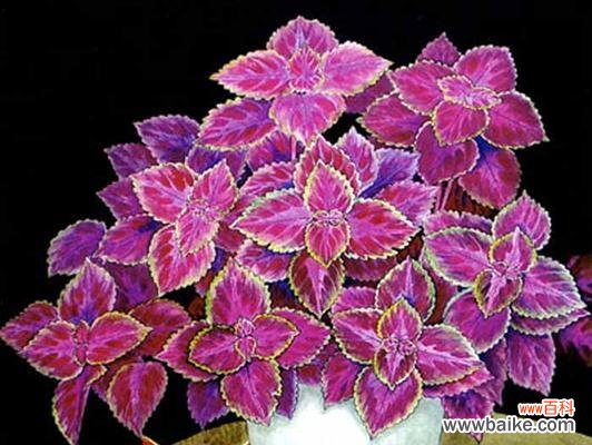 繁荣、欣欣向荣的生命力 彩叶草的花语