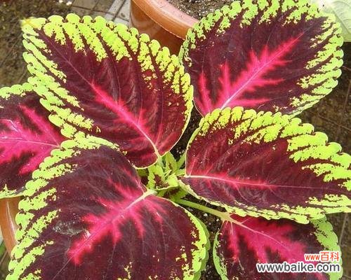 繁荣、欣欣向荣的生命力 彩叶草的花语