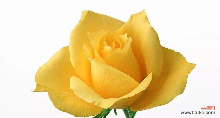 传递爱情的美好祝福 橙玫瑰花语