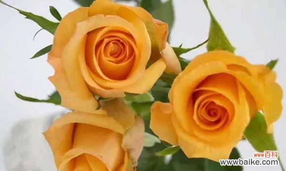 传递爱情的美好祝福 橙玫瑰花语