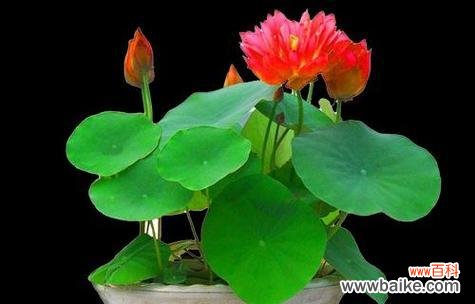 荷花的美丽寓意与深远意义 荷花的花木花语